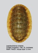 Lepidochitona cinerea (3)
